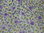 Coupon tissus Yuwa fleuri tons violet