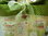 Panière tissus étiquette jardin tons vert