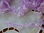 Chenille  plumette coloris lilas