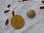 Bouton coquillage ref3-24 petit